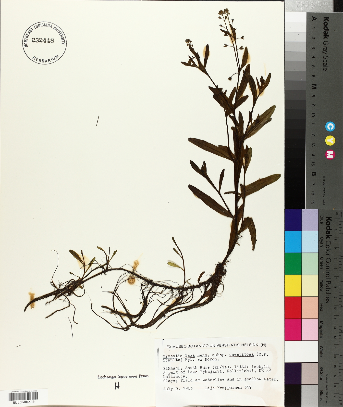 Myosotis laxa subsp. caespitosa image