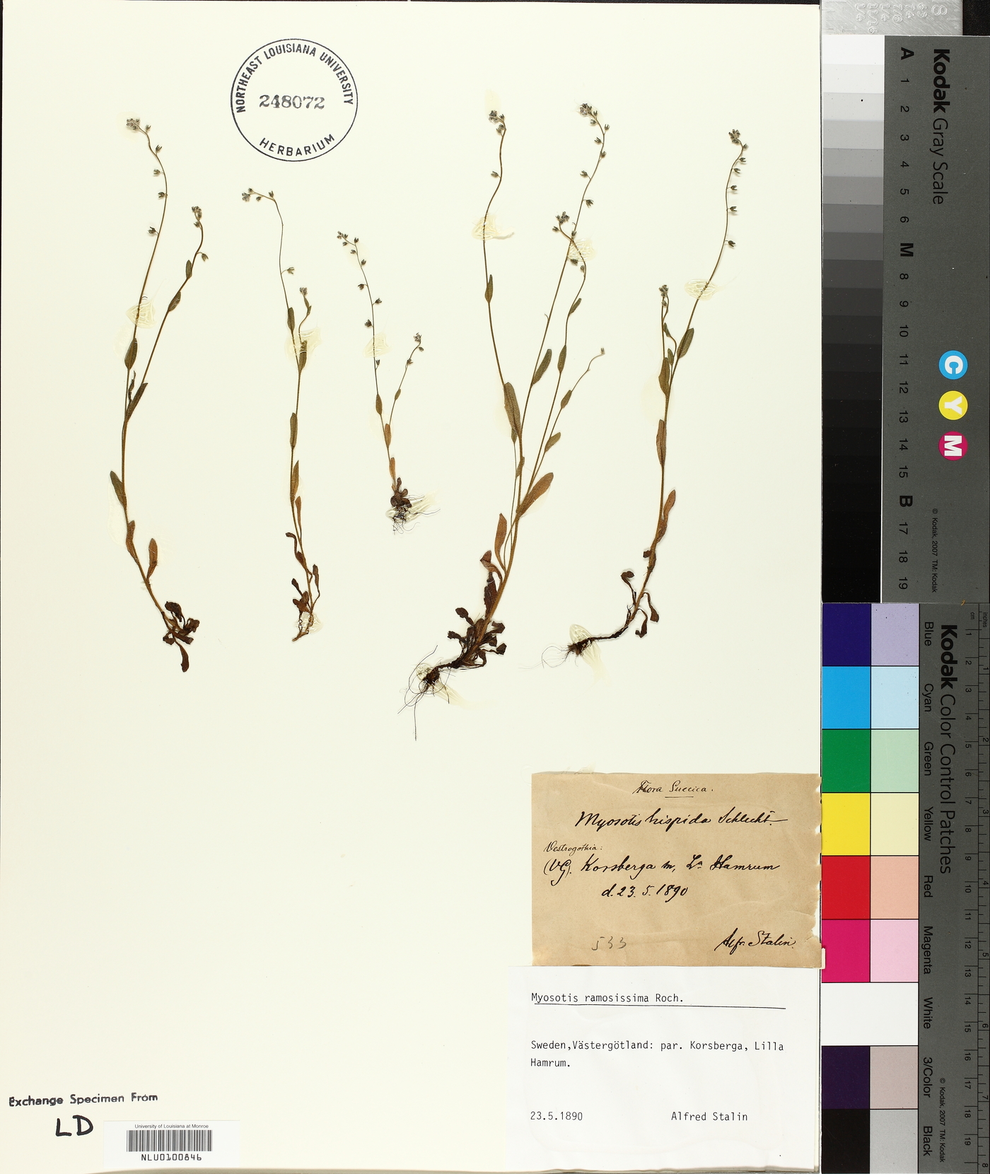 Myosotis ramosissima image