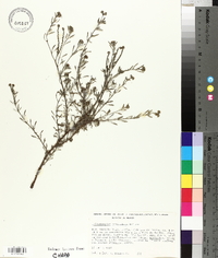 Heliotropium procumbens image