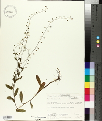 Myosotis laxa image