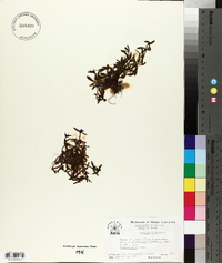 Myosotis discolor image