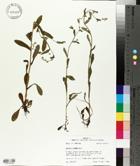 Myosotis verna image