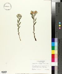 Lithospermum canescens image