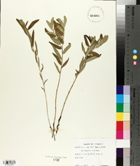 Lithospermum canescens image