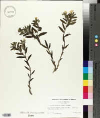 Lithospermum canescens image