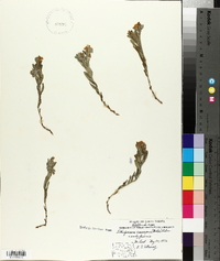 Lithospermum canescens image