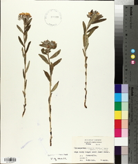 Lithospermum canescens image