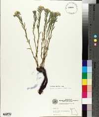 Lithospermum canescens image