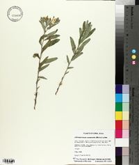 Lithospermum canescens image