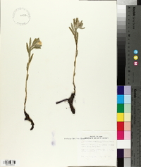 Lithospermum canescens image