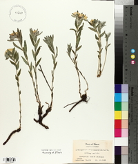 Lithospermum canescens image