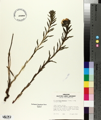 Lithospermum canescens image