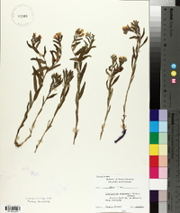 Lithospermum canescens image