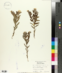 Lithospermum canescens image