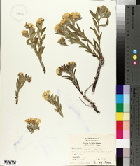 Lithospermum canescens image