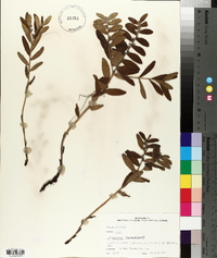 Lithospermum canescens image