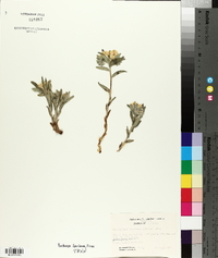 Lithospermum canescens image