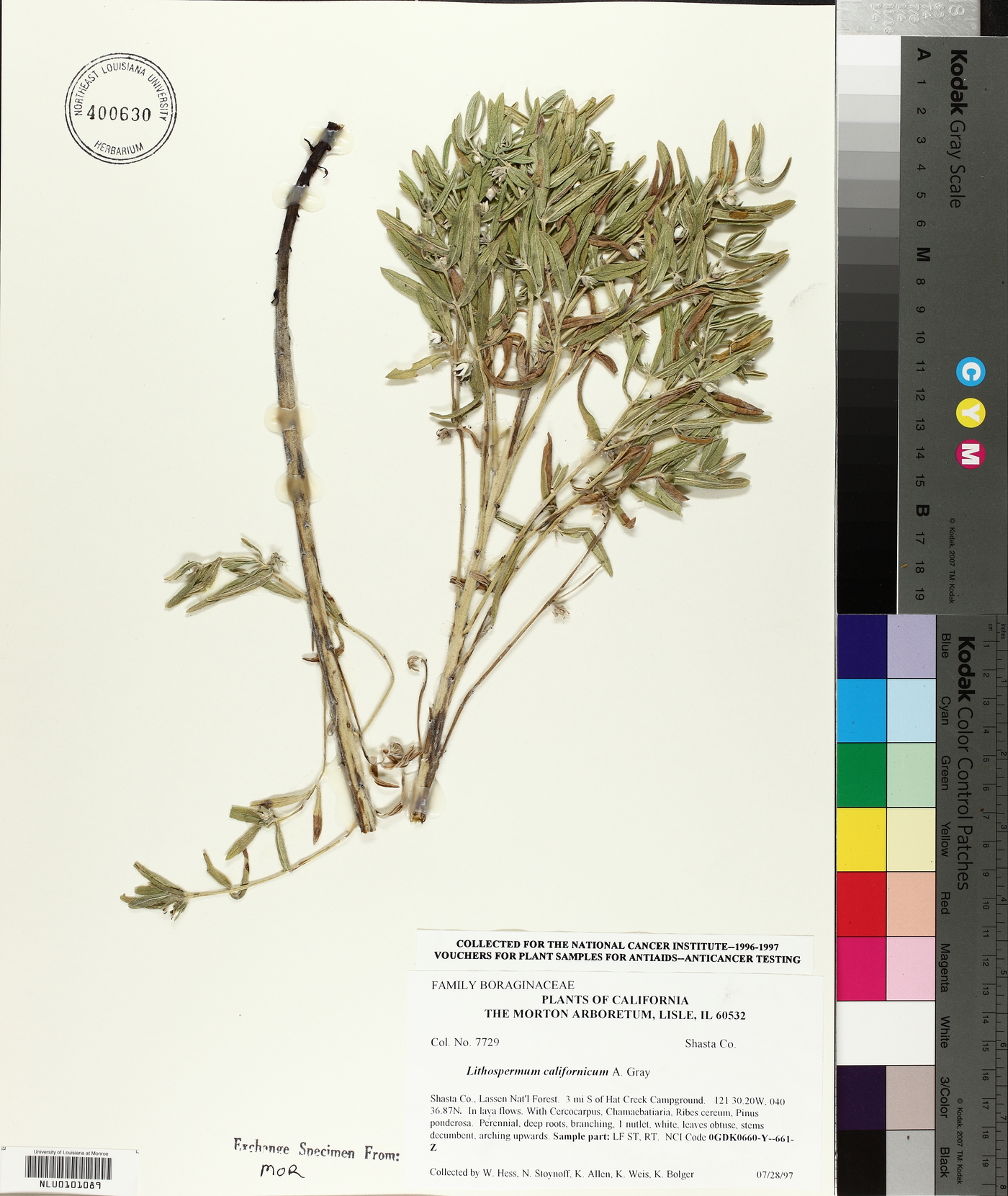 Lithospermum californicum image