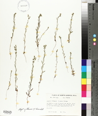 Lappula occidentalis var. occidentalis image