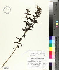 Lithospermum caroliniense image