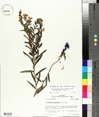 Lithospermum caroliniense image