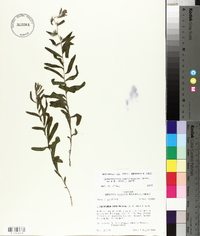 Lithospermum caroliniense image