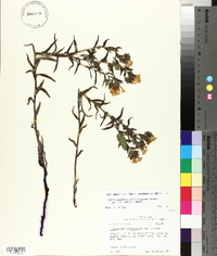 Lithospermum caroliniense image