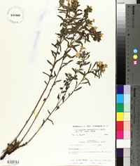 Lithospermum caroliniense image