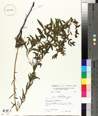 Lithospermum caroliniense image