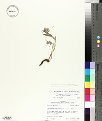 Lithospermum canescens image