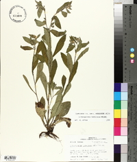 Lithospermum tuberosum image