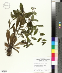 Lithospermum tuberosum image