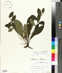 Lithospermum tuberosum image