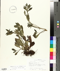 Lithospermum tuberosum image