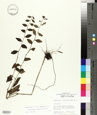 Lithospermum tuberosum image