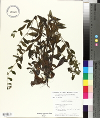 Lithospermum tuberosum image