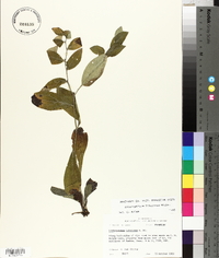 Lithospermum tuberosum image