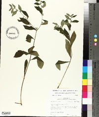 Lithospermum tuberosum image