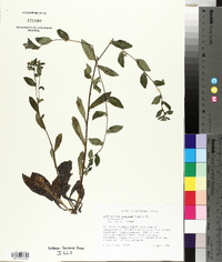 Lithospermum caroliniense image