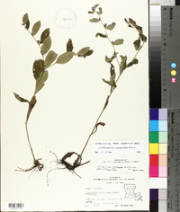 Lithospermum tuberosum image