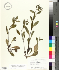 Lithospermum tuberosum image