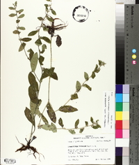 Lithospermum caroliniense image