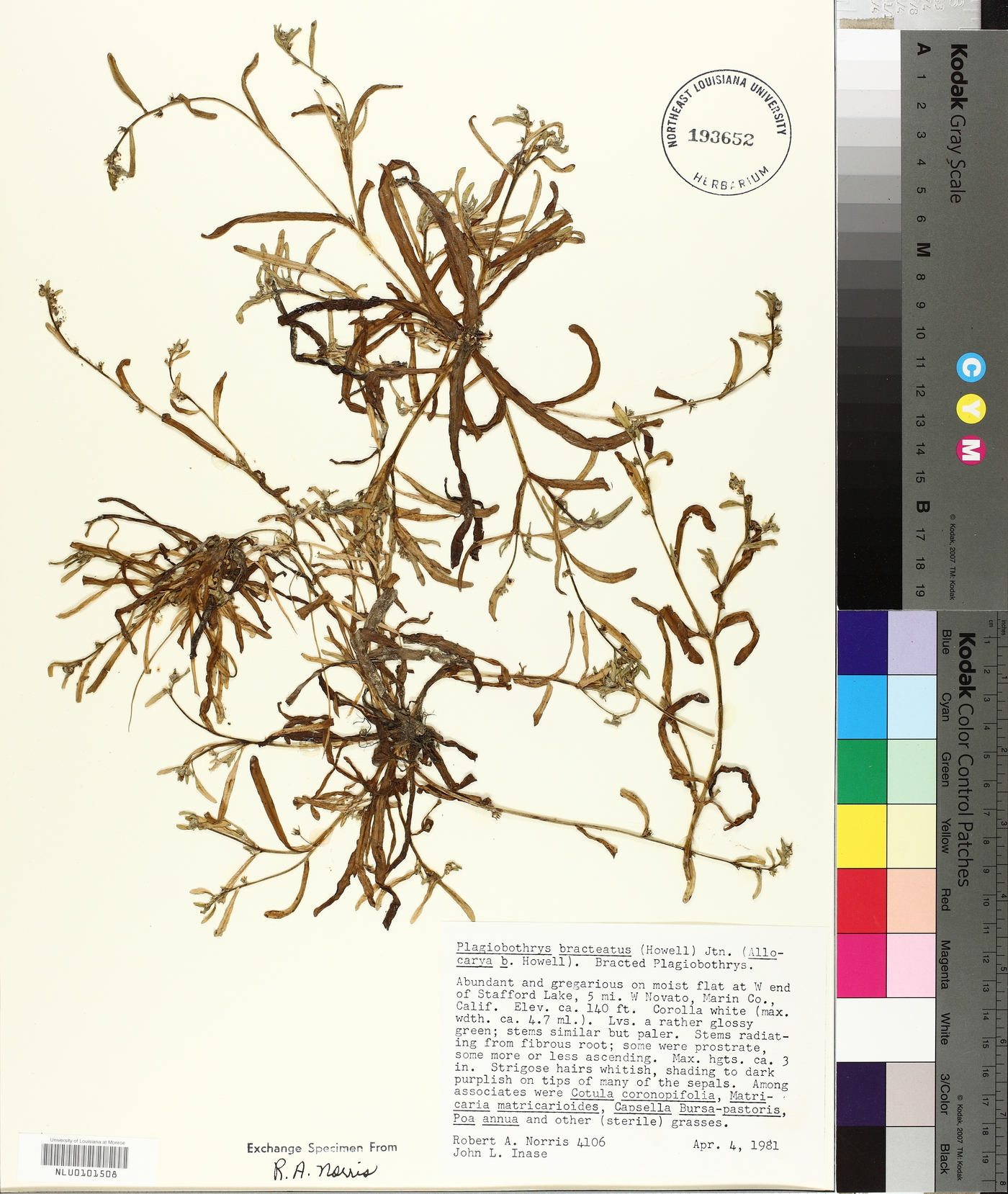 Plagiobothrys bracteatus image