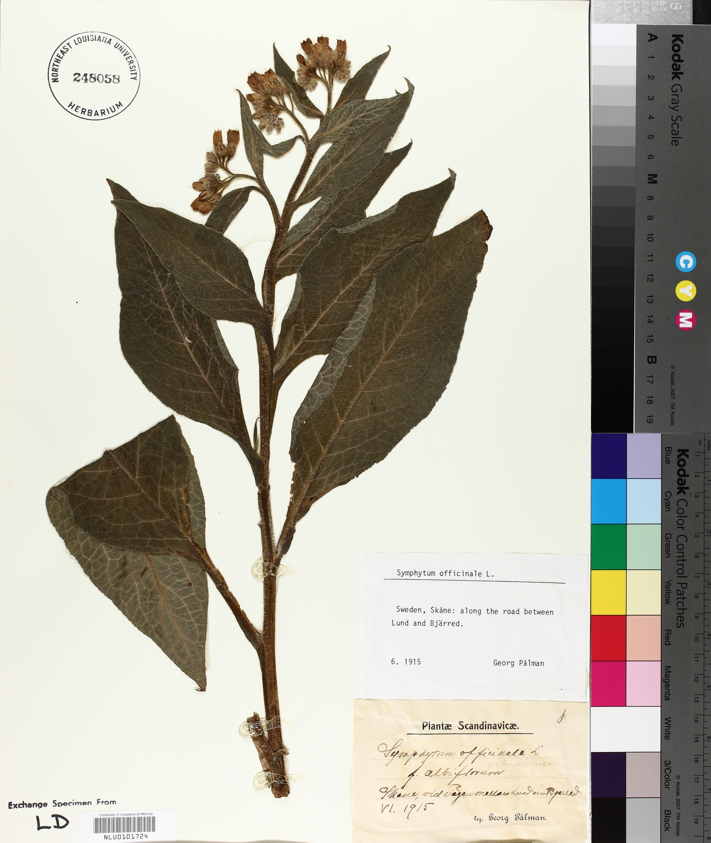 Symphytum officinale image