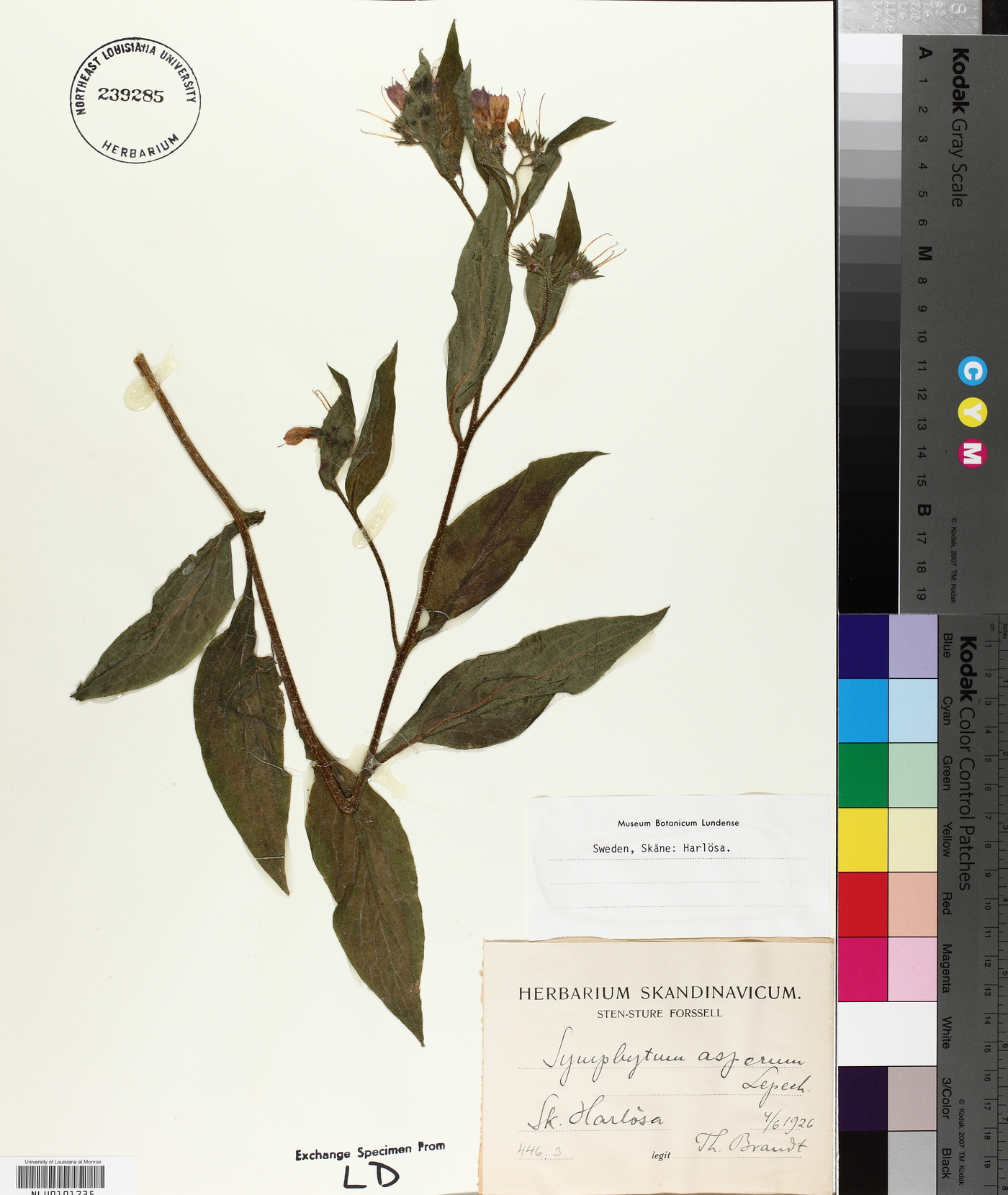 Symphytum asperum image