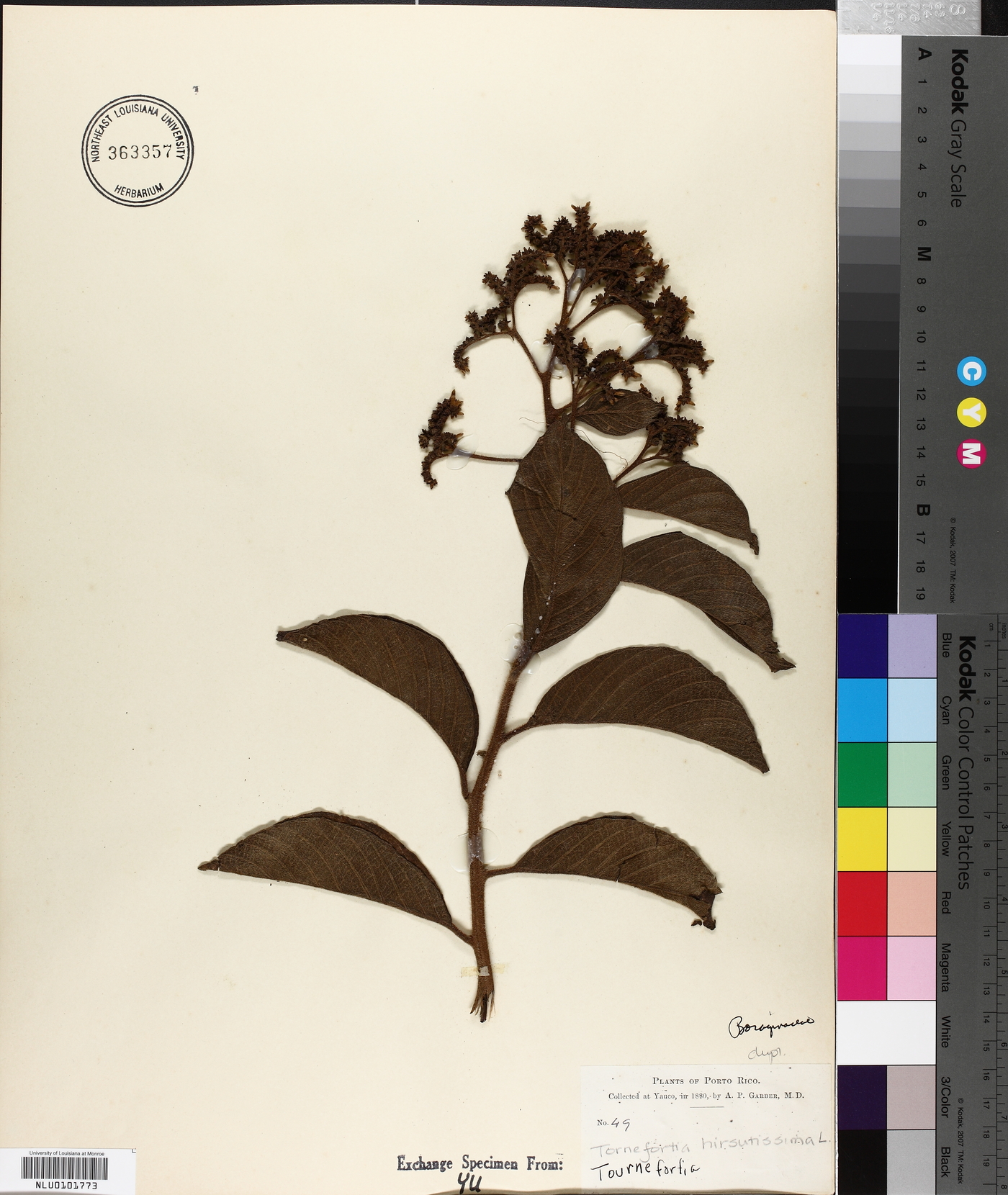 Tournefortia hirsutissima image