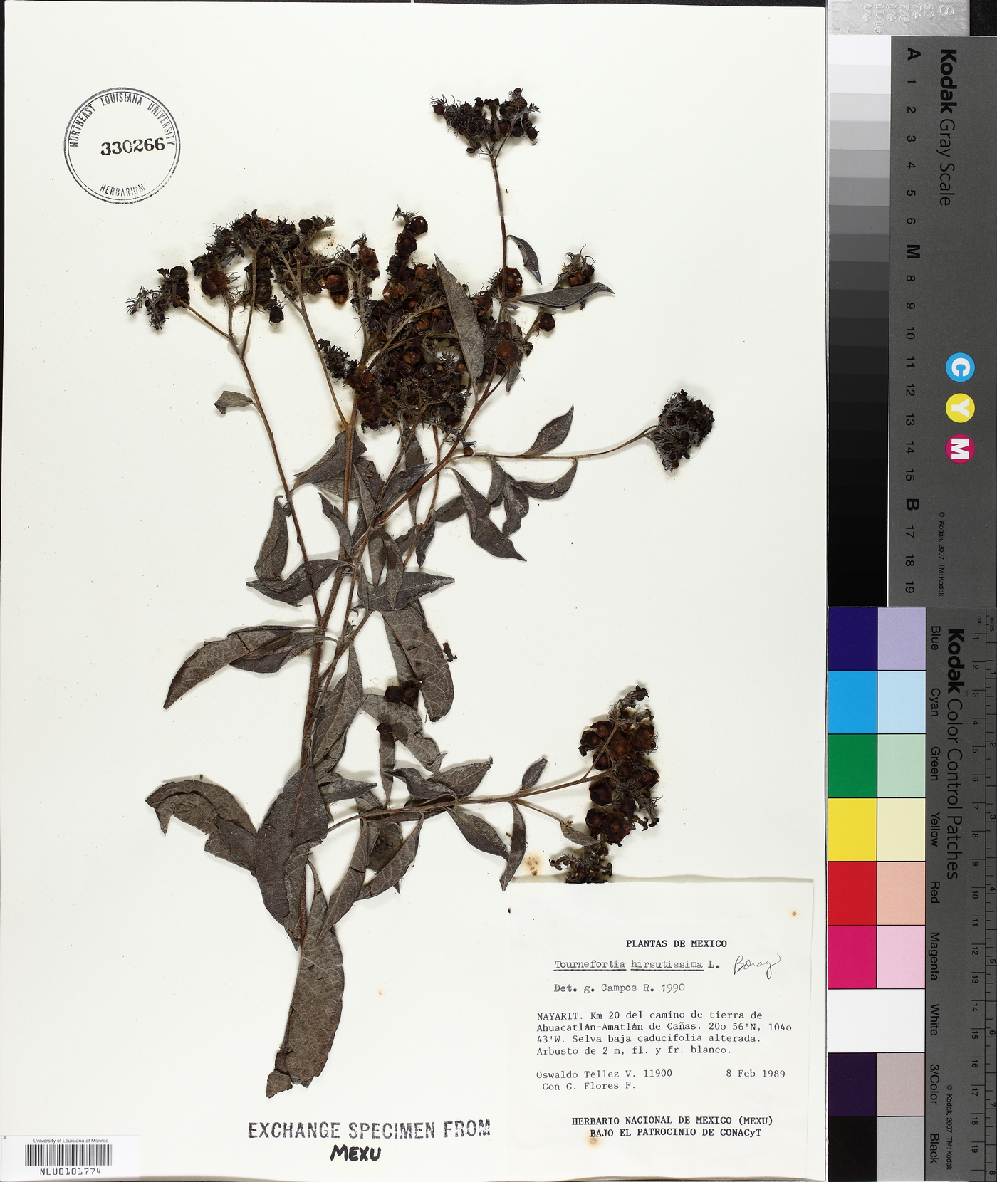 Tournefortia hirsutissima image