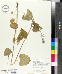 Alliaria petiolata image