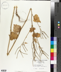 Alliaria petiolata image