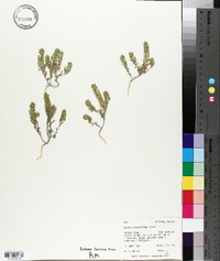 Alyssum desertorum image